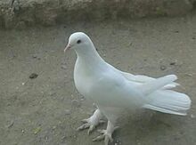 Göyərçin