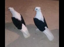 Göyərçin