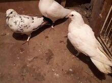Göyərçinlər