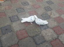 Göyərçinlər