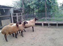 Qoyunlar