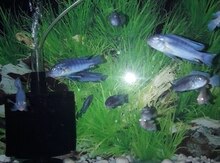 Akvarium balıqları