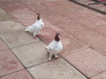 Göyərçin