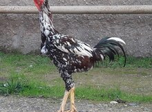 Heyratı