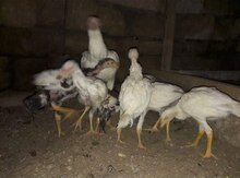 Ağ heyratı cücələr