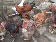 Brama toyuqları