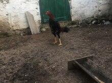Heyratı