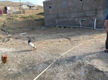 4 sot torpaq sahəsi, Binəqədi r.