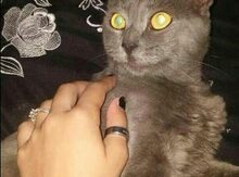 Pişik etibarlı əllərə verilir