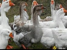 Xolmoqor qazlar