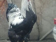 Dekorativ toyuq və yumurtalar