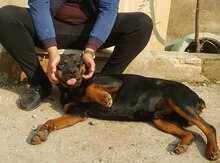 Cütləşdirmək üçün rotveler