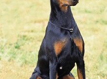 Doberman