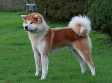 Akita İnu