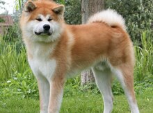 Akita inu
