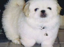 Pekines