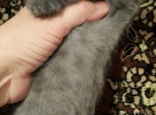 Котенок