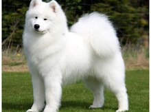 Samoyed iti