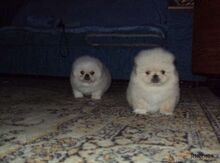 Pekines