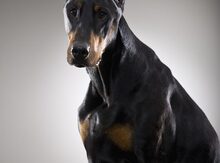 Doberman