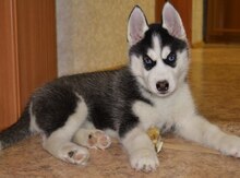 Haski