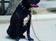 Pitbul balaları