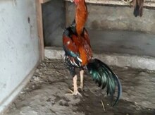 Heyratı