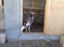 Heyratı