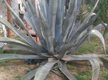 Агава