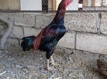 Heyratı