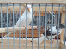 Tutuquşular