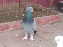 Göyərçin