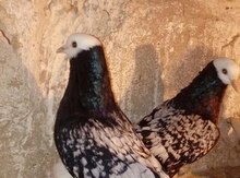 Quşlar