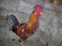 Xoruzlar