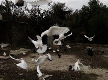 Göyərçinlər