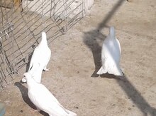Göyərçinlər