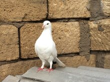 Göyərçin