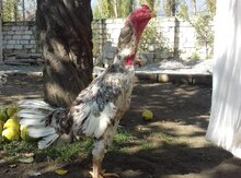Heyratı