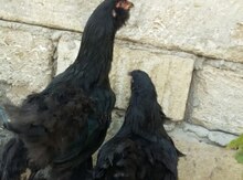 Brama quşları