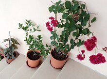 Beqonvil - Bougainvillea