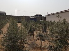 Zeytun ağacları