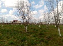 Земельный участок 40 сот, Сальянский р-н.