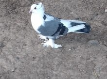 Göyərçin