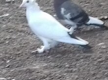 Göyərçin