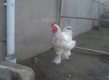 Brama yumurtası