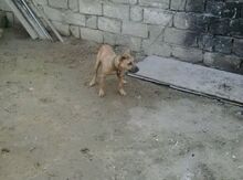 Pitbull