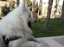 Samoyed (cütləşmək üçün)