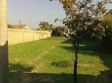 8 sot torpaq sahəsi, Novxanı qəs.