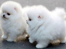 Pomerian şpits