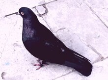 Göyərçinlər